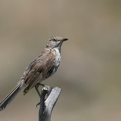 Sage Thrasher
